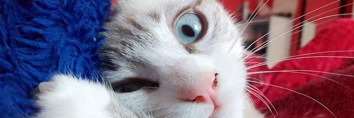 Thamy_hu3's profile banner image