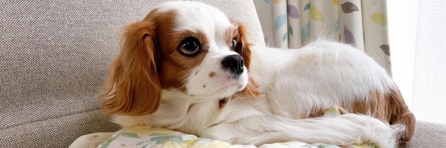 ゆり🐶飼い主（妻） banner