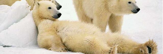 白クマック banner