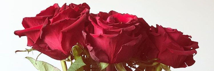 ocha_ndill's profile banner image