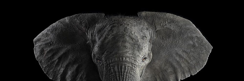 cnrfitzgerald's profile banner image