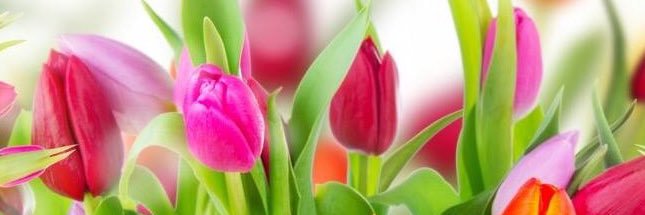 maureendifeo's profile banner image
