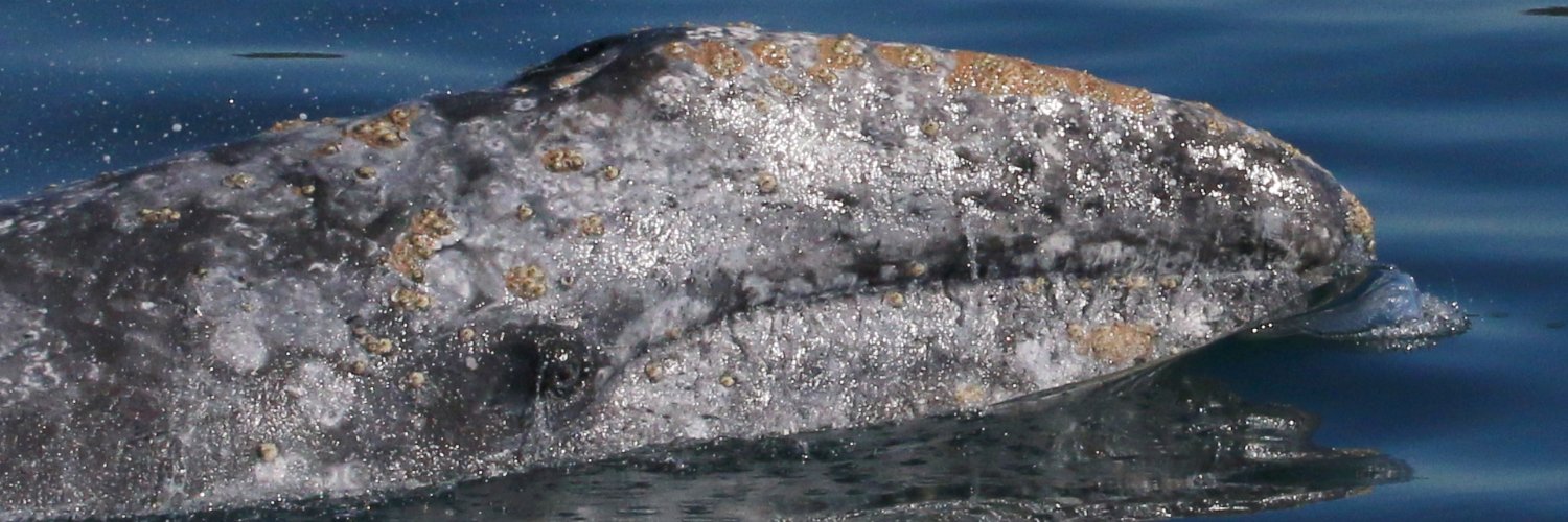 SDWhaleWatch's profile banner image