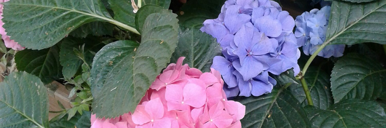 TZherebchikova's profile banner image