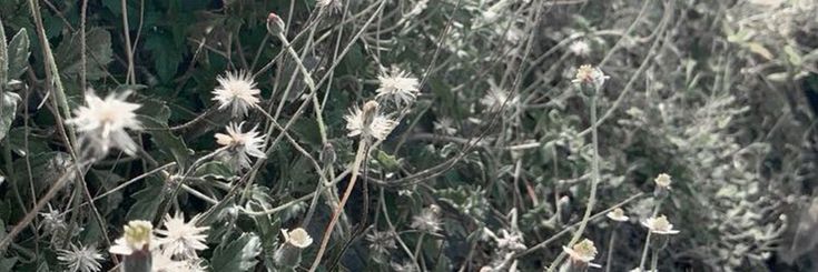 F. banner