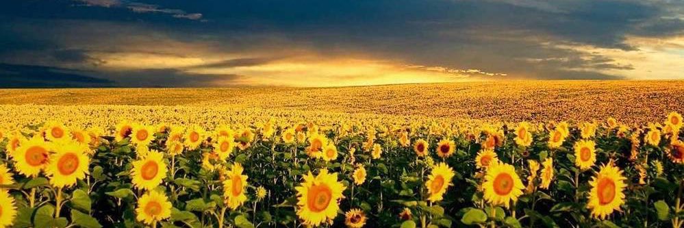 Taylor🌻 banner