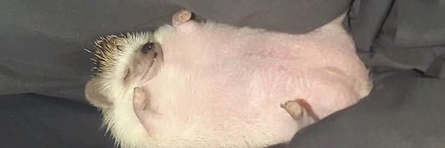 Pablomon21__'s profile banner image