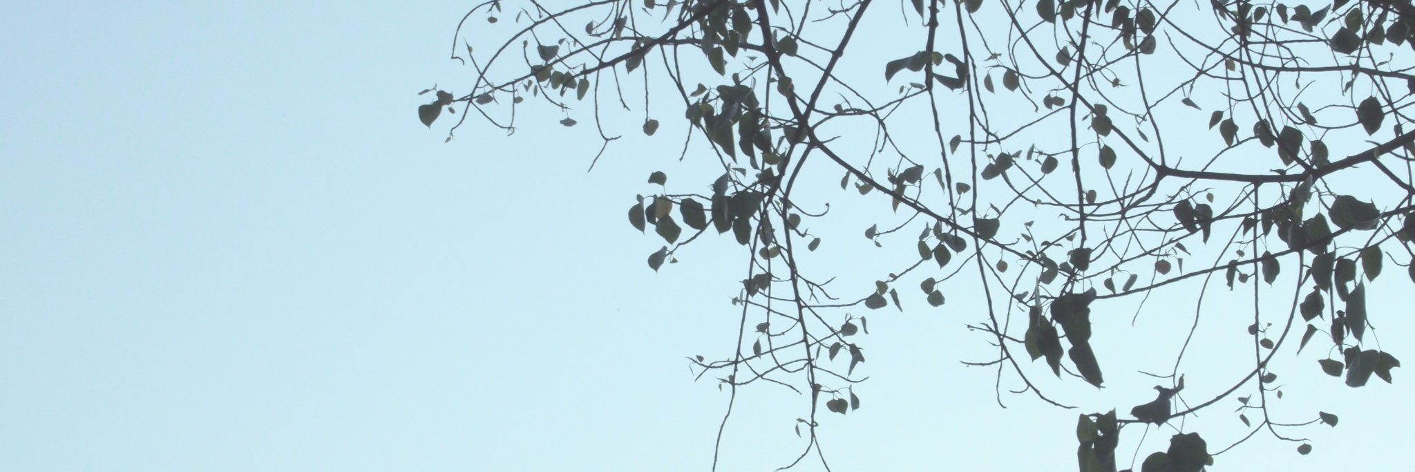 Araina_11's profile banner image