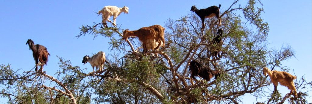 Peter G 🐐.. 🐐... .🐐... .. . . banner