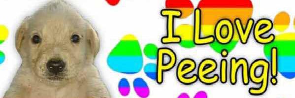 I'm Shoe! banner