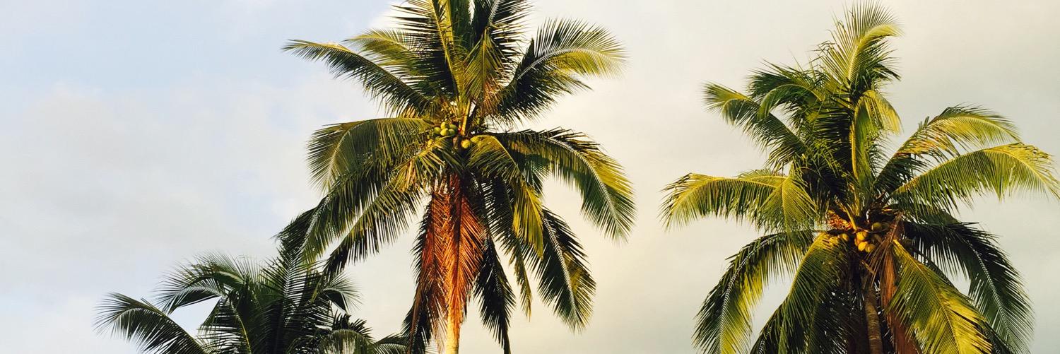 goodEveeeee's profile banner image