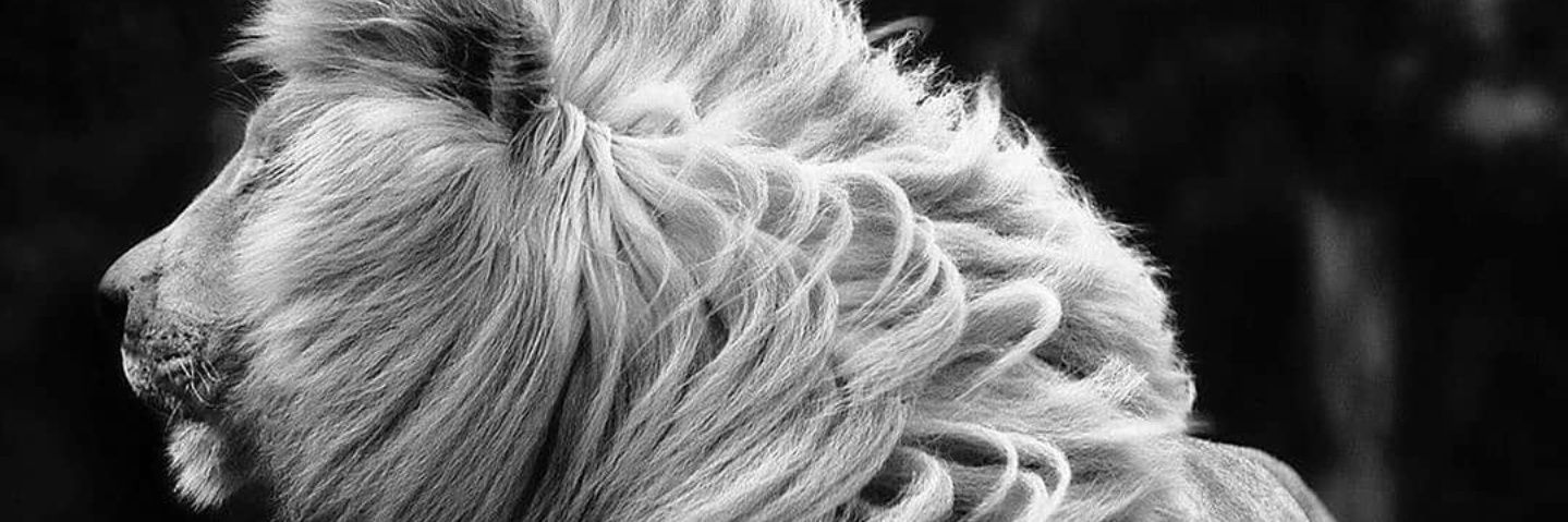 Moilefo's profile banner image