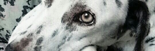 maca_gauna's profile banner image