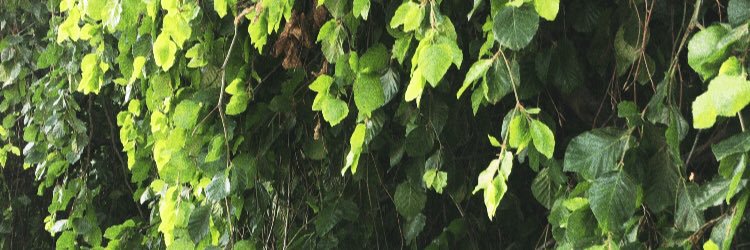 Hannah_Kaufman's profile banner image