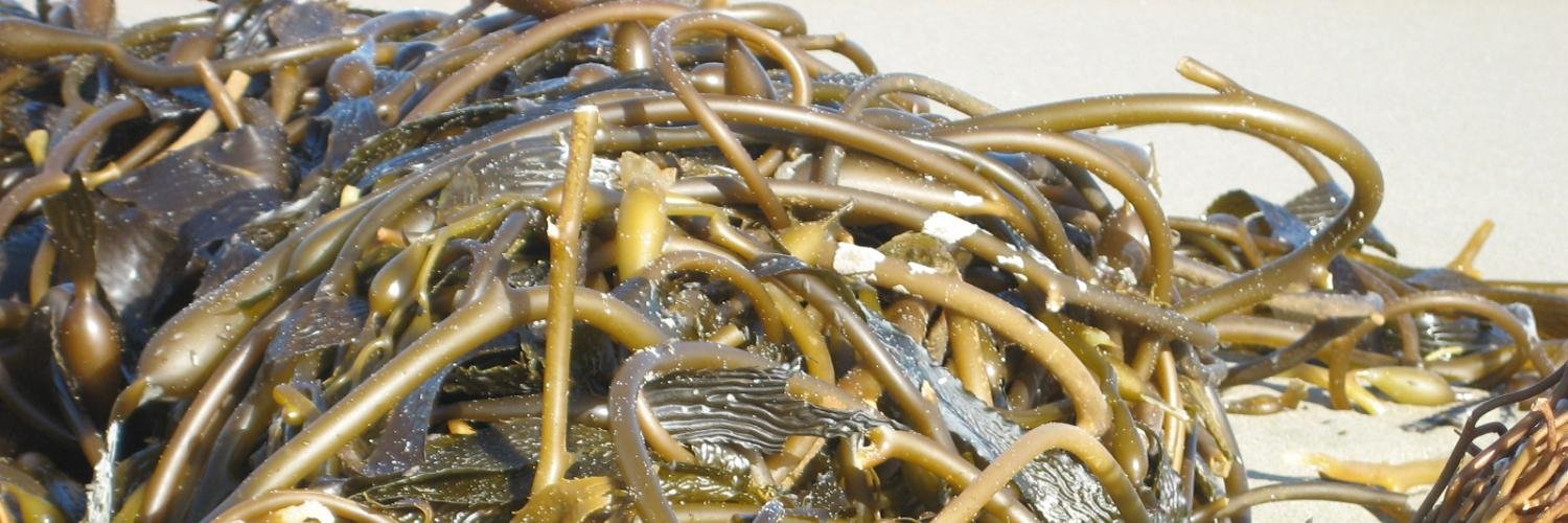 Amaya Sánchez banner