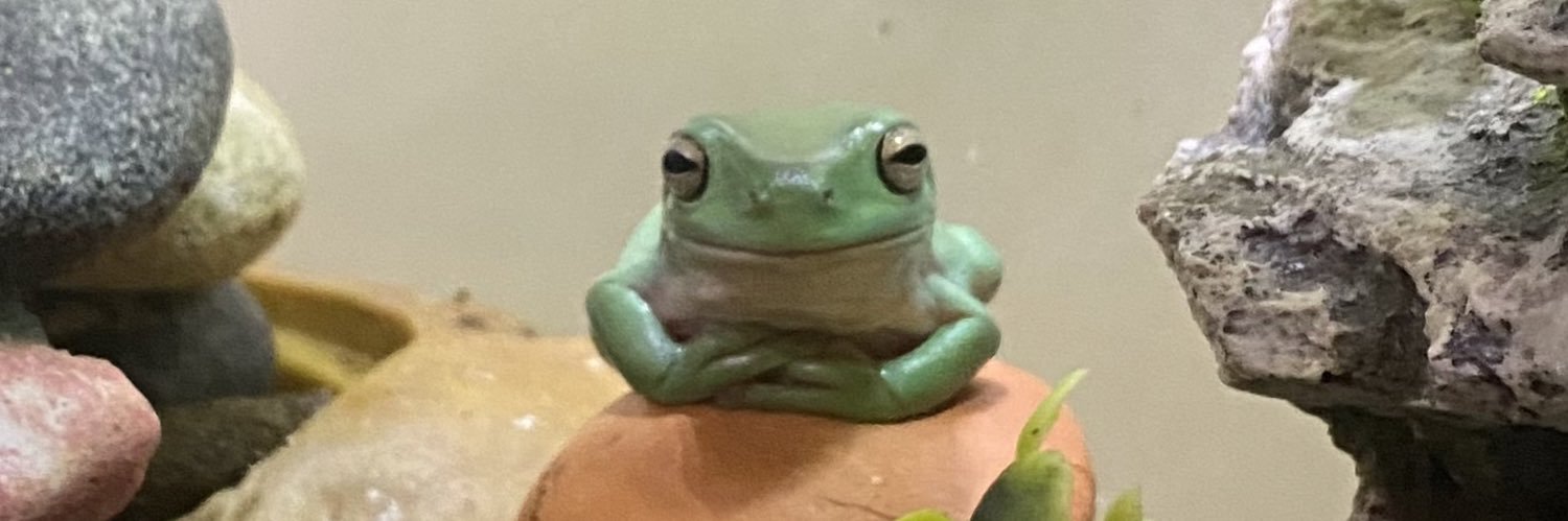 doddlefroggle's profile banner image