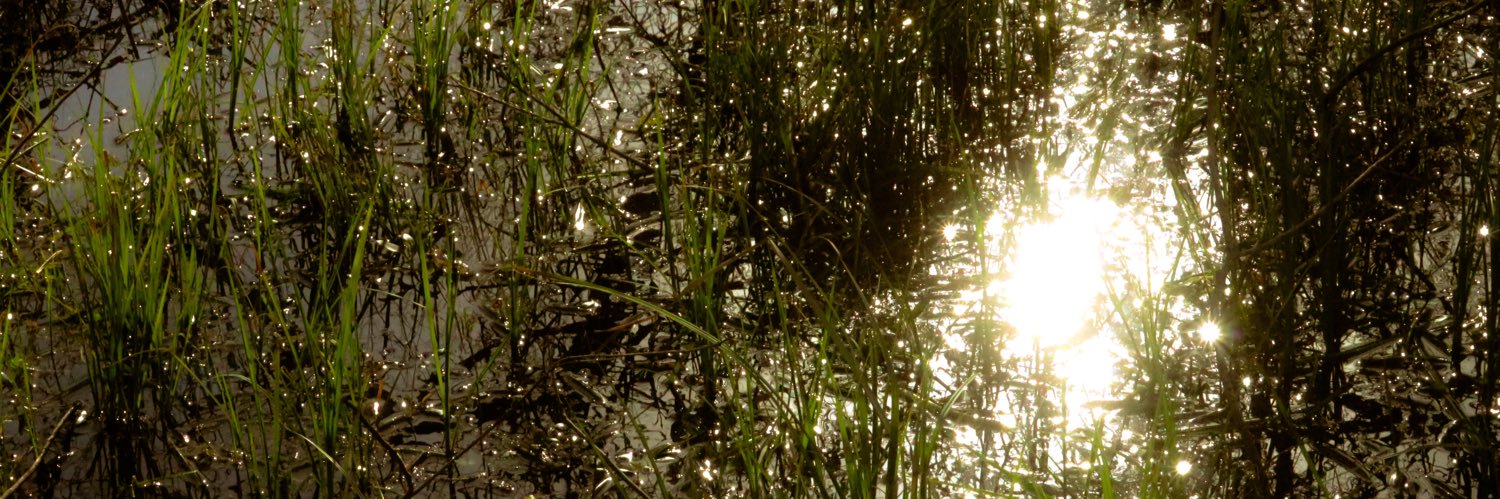 forestfrolicker's profile banner image