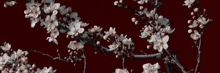 فيصل الأمل banner