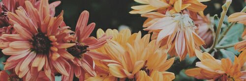 CourtneyPake's profile banner image
