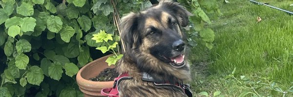 KitschBILD Profile Banner