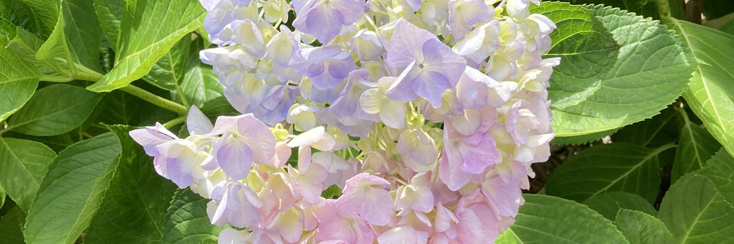 alkaloidc's profile banner image