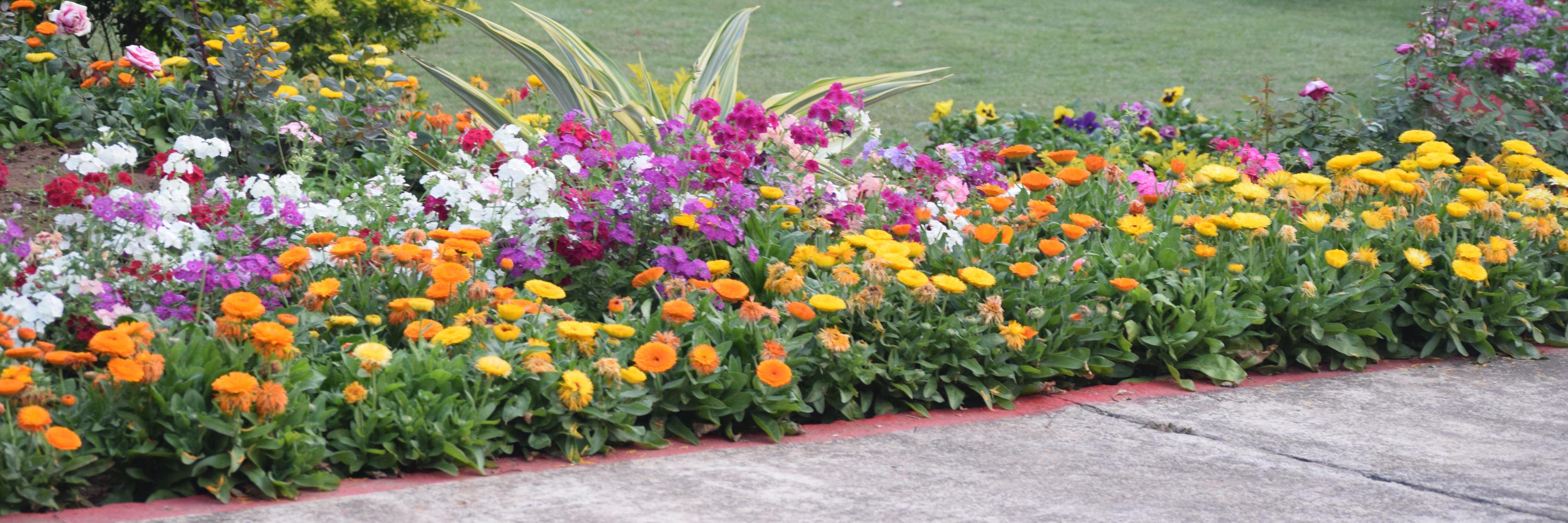 daisyrani_2002's profile banner image