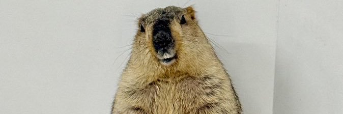 KENPIPII@お気持ち表明アカウント banner