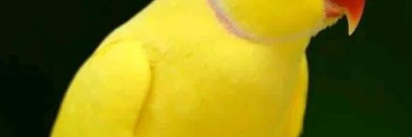 ChoruwaT's profile banner image