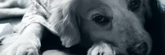 __dyingslowly's profile banner image