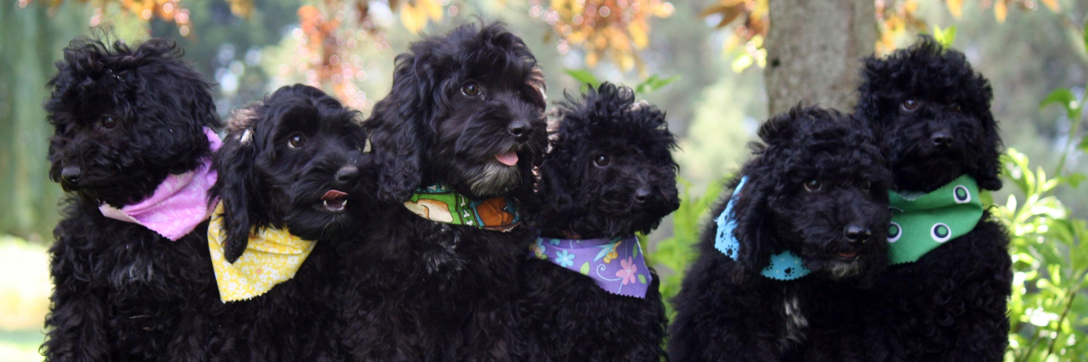 Canadoodle's profile banner image