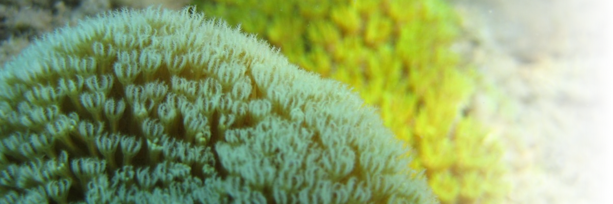 Agostini Sylvain banner