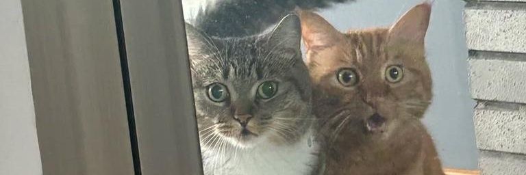 Dezzabys's profile banner image