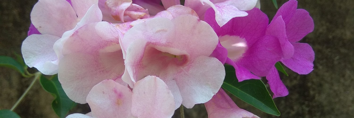 nesafara's profile banner image