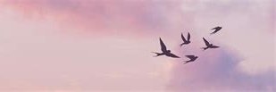 flukyvegan's profile banner image