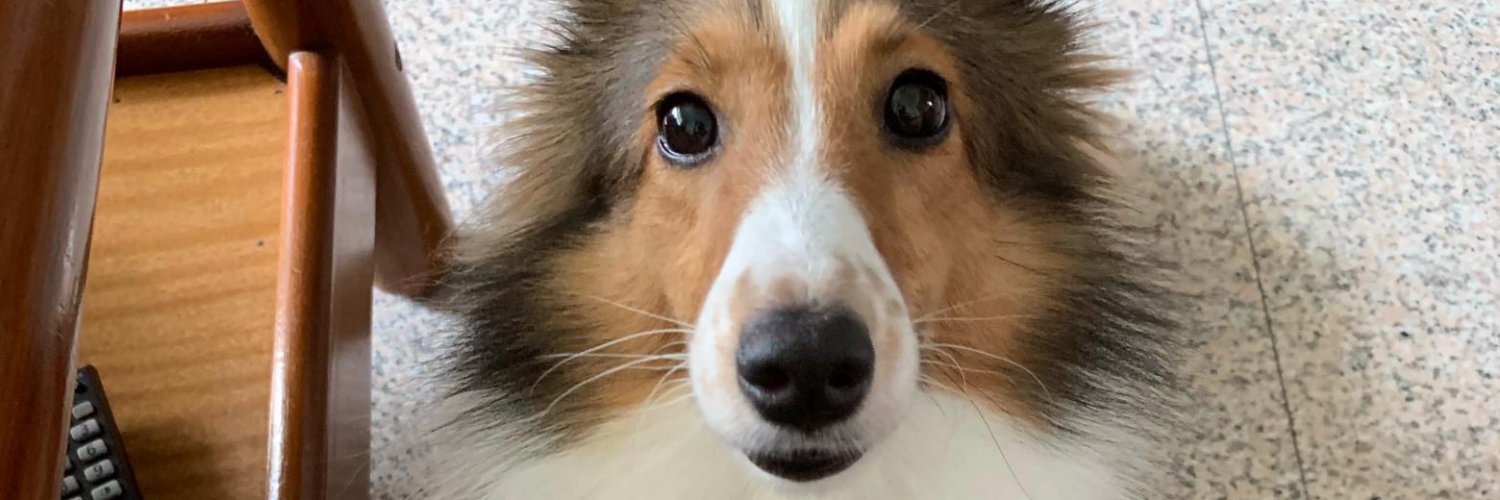 Tingfengfeng 🐶 banner