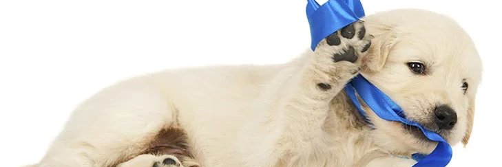 chimelime11's profile banner image