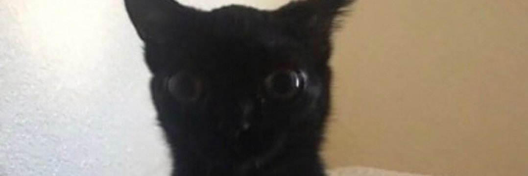 FunkFrog_'s profile banner image
