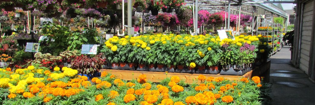 DeesNursery's profile banner image