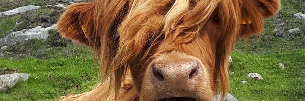 straight batter banner