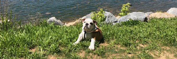 MortythaBulldog Profile Banner