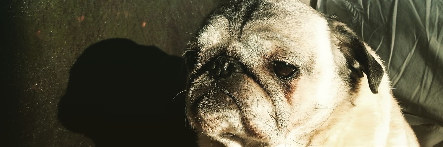 Malliefox's profile banner image
