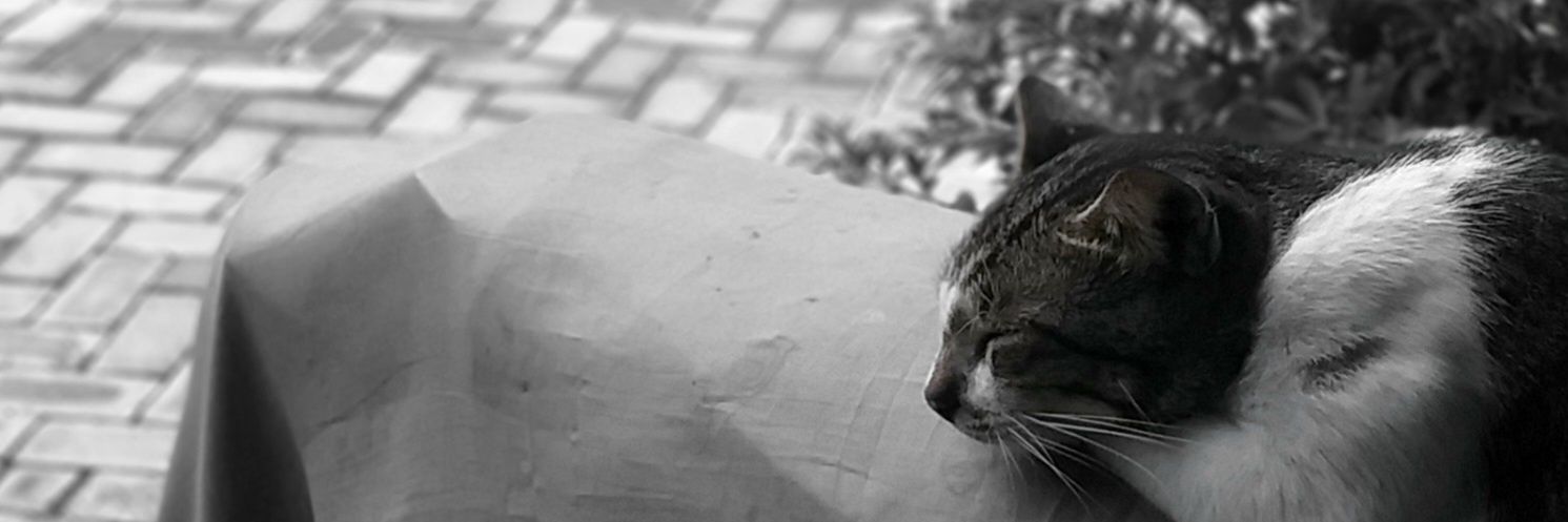 khaimamnash's profile banner image