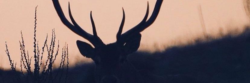 pouryabilly's profile banner image