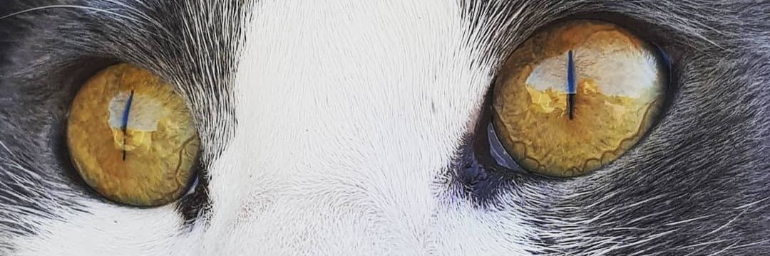 veritooliluc's profile banner image