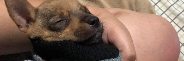 yanyan1105_ Profile Banner