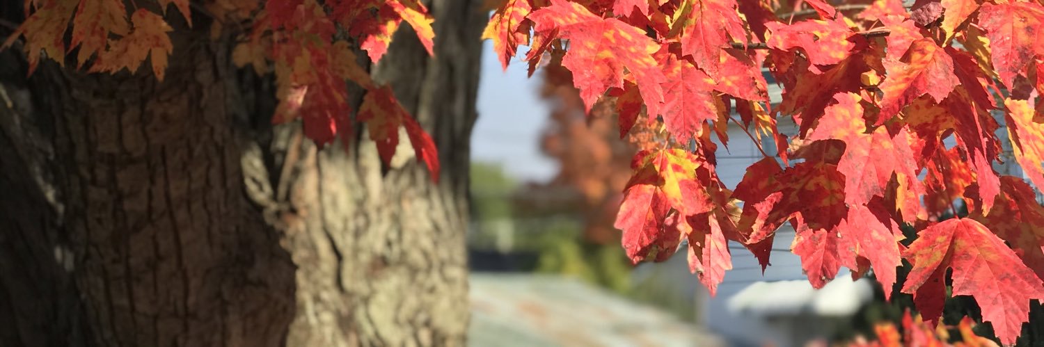 Laura 🇨🇦🌻 banner