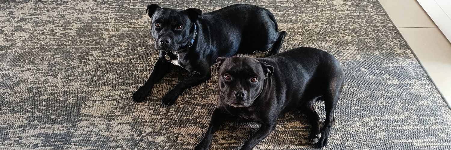 A man and his dog banner