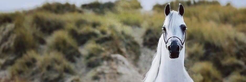 فتـى الجبـــل banner