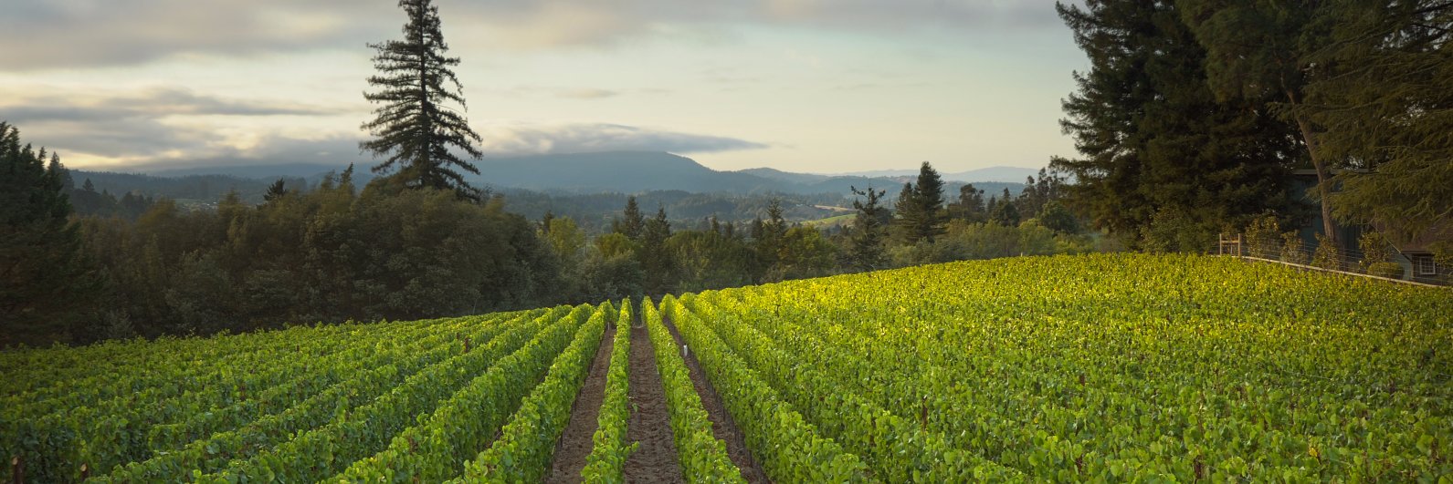 DuMOL Winery banner