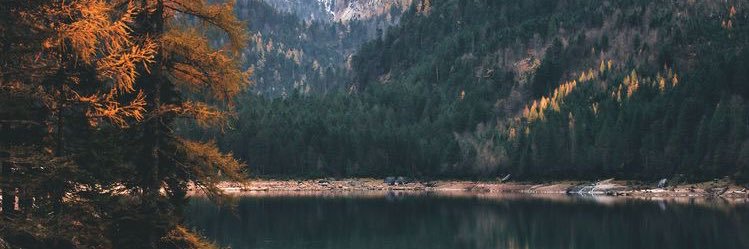 Kassi Tyrell🌿(📌) banner